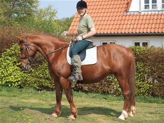 Kira er født i 1997. Hun er en blanding mellem en frederiksborghest og en Schleswig Holsteins koldblod. Hun er en stor hest med en stor skridtgang. Hun er dejlig at sidde på, går frisk fremad, men kan bedst lide det rolige liv. Hun bryder sig ikke om at gå for meget rundt i hurtigt tempo for lang tid ad gangen hvilket passer godt til hendes nuværende liv som ridefysioterapi hest. Hun er en stor flot hest på ca. 166 i stangmål